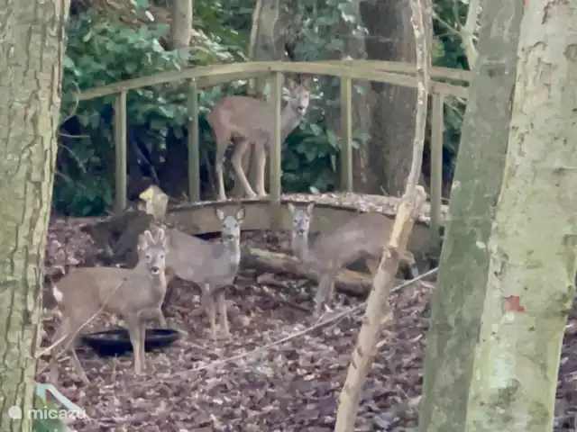 Reeën in het bos